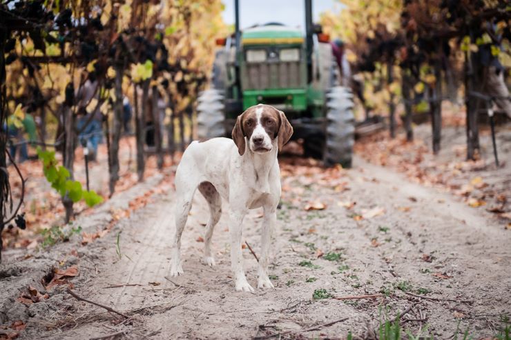 dog-friendly winery in california BALLETTO VINEYARDS
